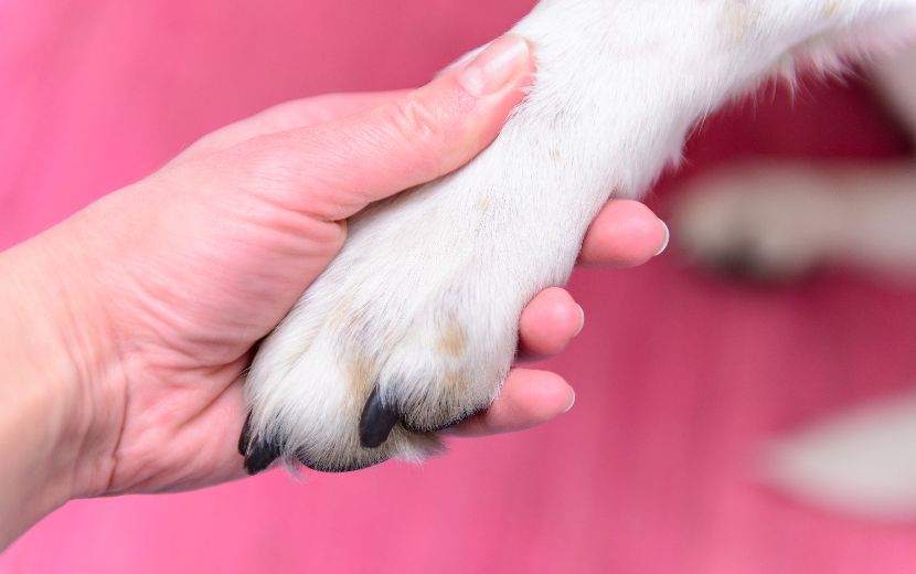 Corta unhas para cães